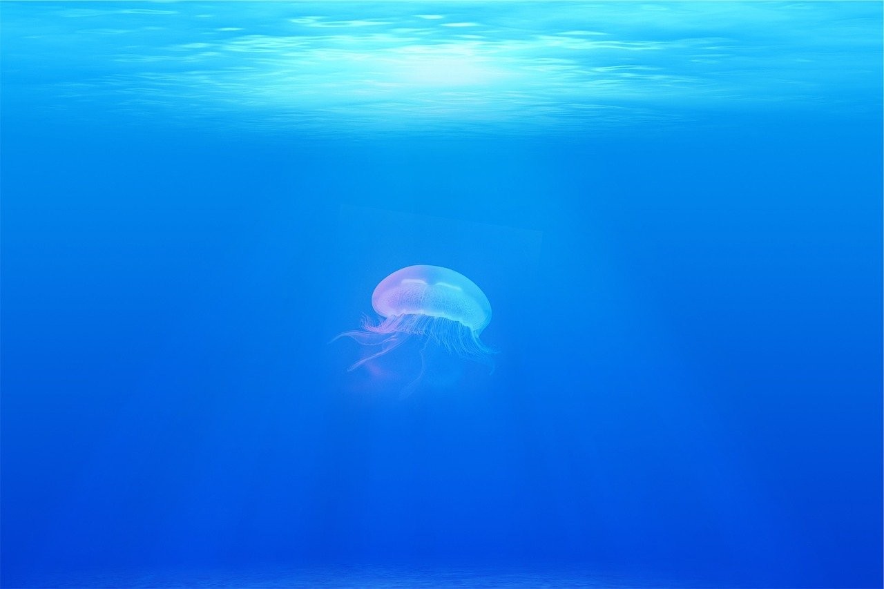 Puntura meduse