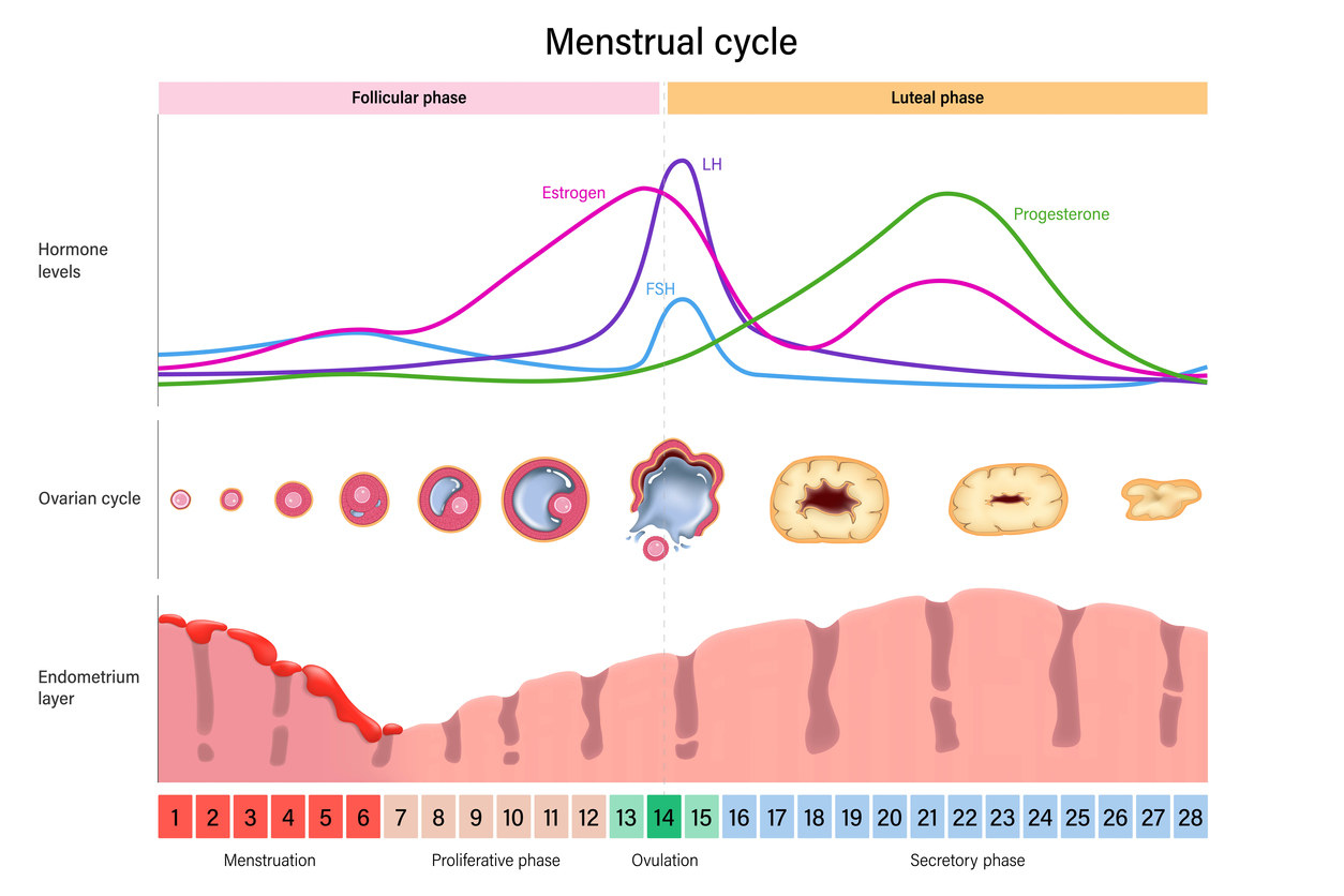 ciclo mestruale femminile