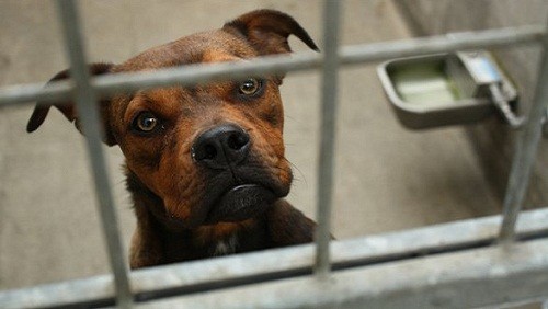 Cane randagio in canile, Romania