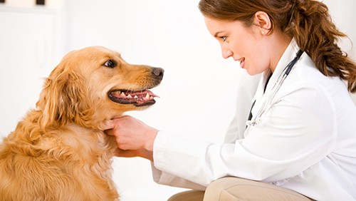 Cane e veterinario