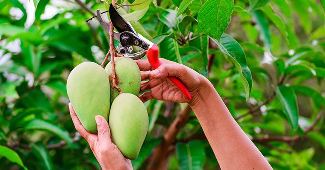 Pianta del mango