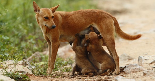 Cani randagi India