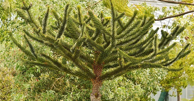 Araucaria