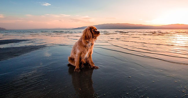 Cane in spiaggia