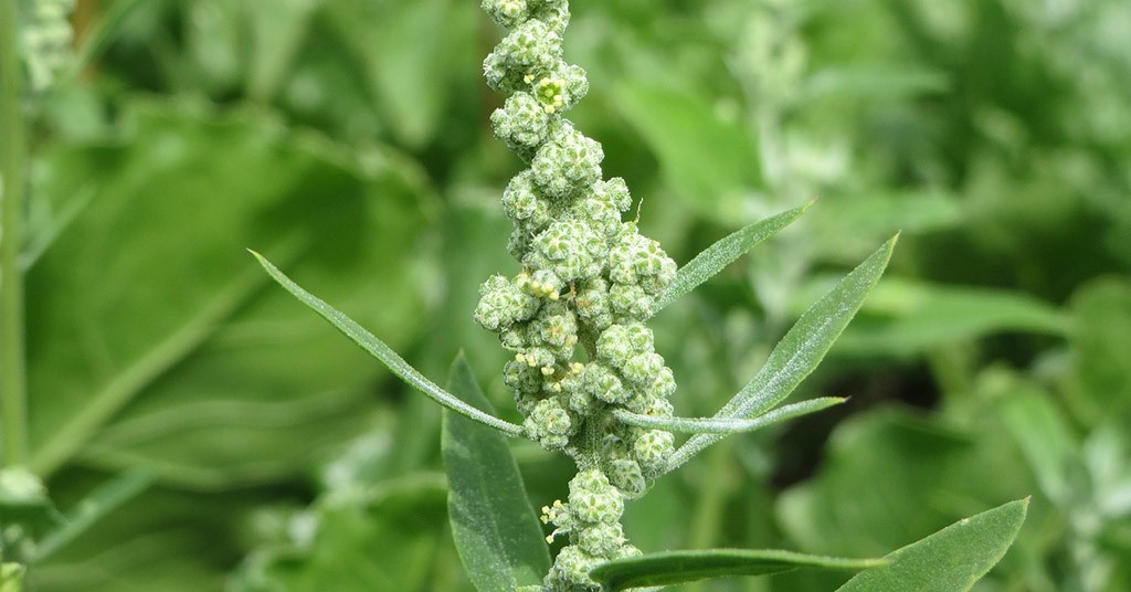 Chenopodium album