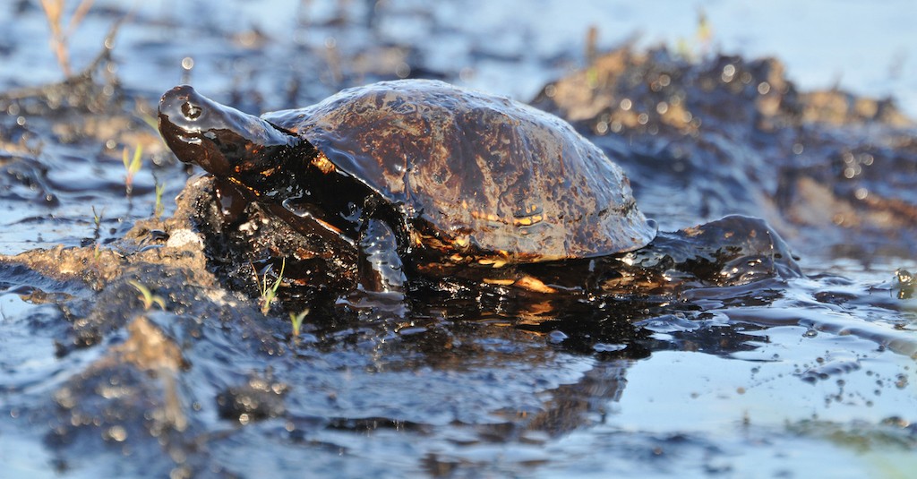 Tartaruga petrolio, disastro ambientale