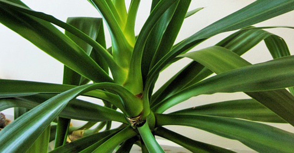 Yucca