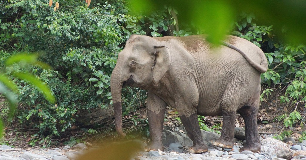 Elefante pigmeo del Borneo