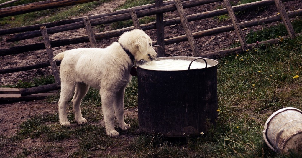 Cane e latte