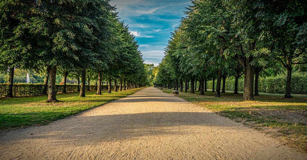 Piantare alberi