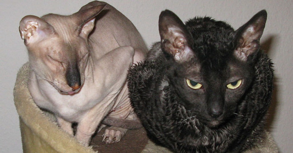 Peterbald