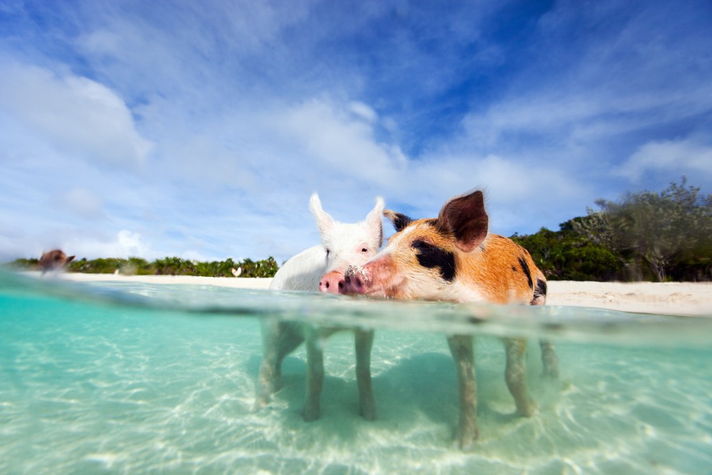 Pig Beach (Bahamas), l'isola dei maiali