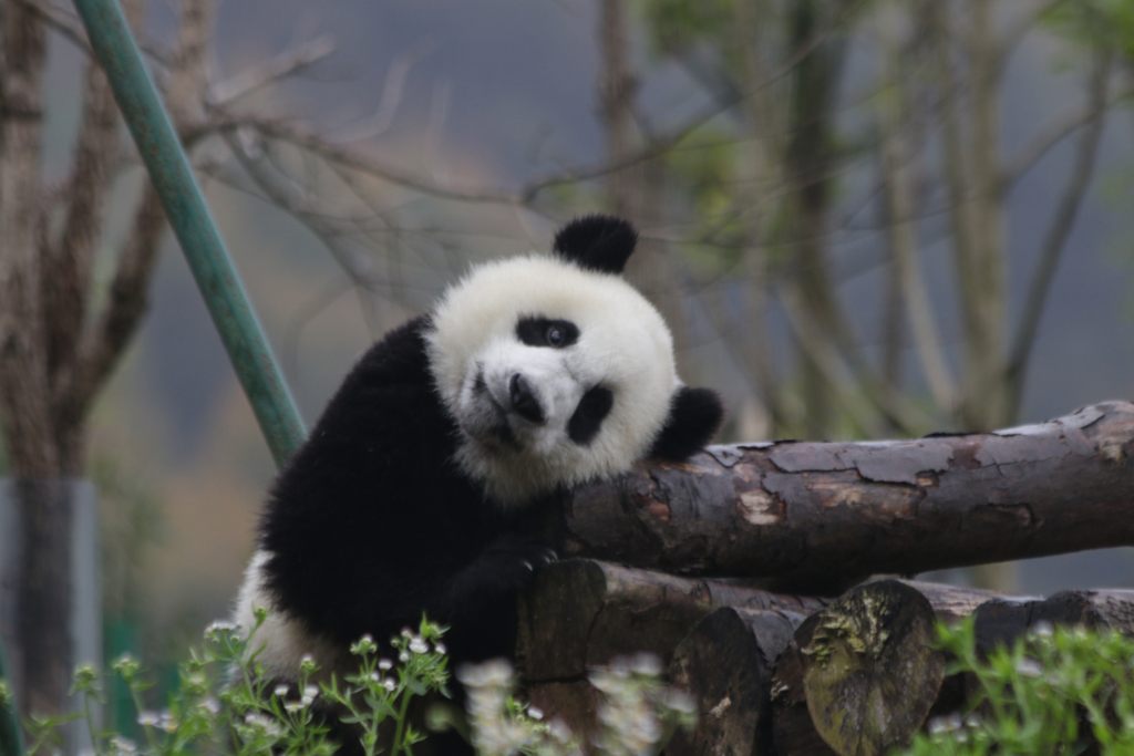 Cucciolo di panda: 10 curiosità che non sapevi