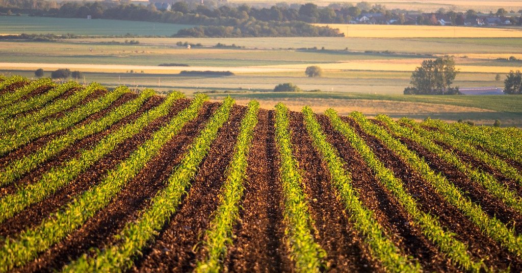 Agricoltura campo