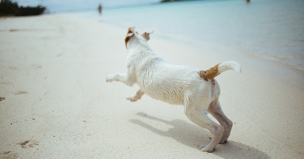 Cani in spiaggia