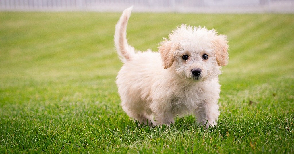 Cucciolo di cane