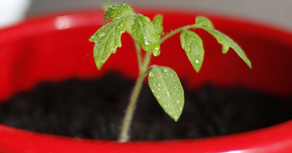 Pomodoro in vaso, orto