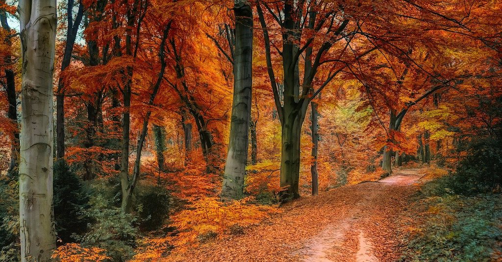 Alberi e foglie in autunno