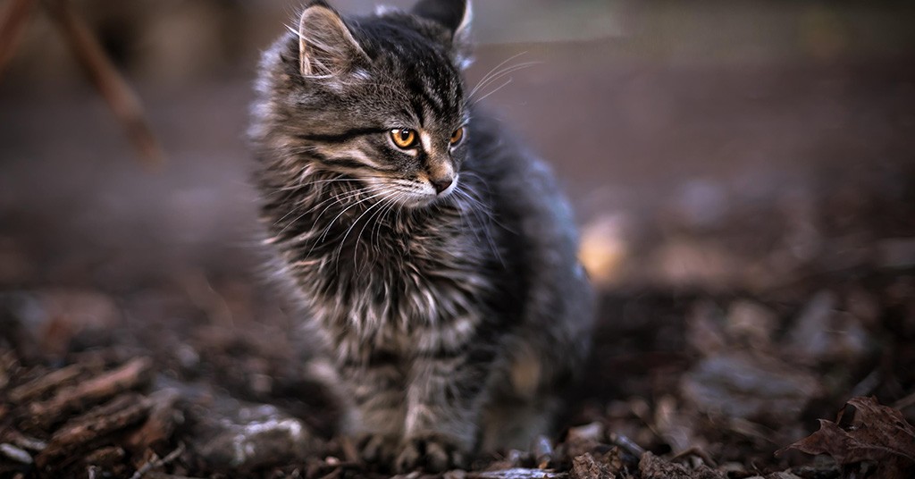 Gatto, colonia felina