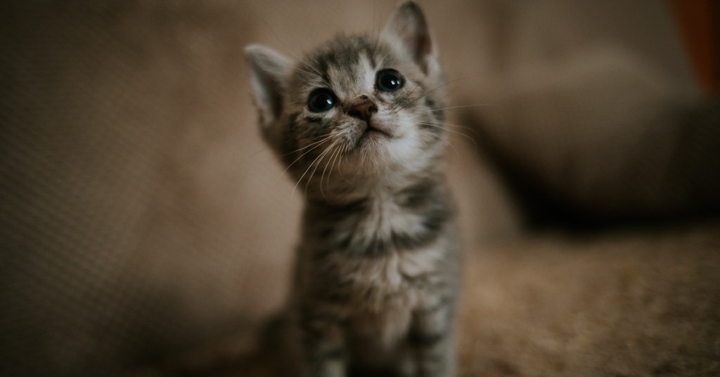 Gatto cucciolo, gattino