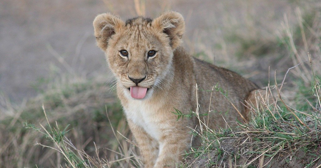 Cucciolo di leone, leoni