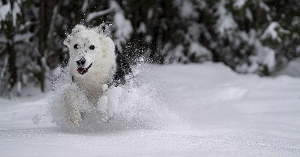 Cane sulla neve, cani