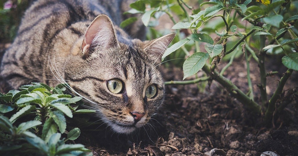 Gatto, gatti