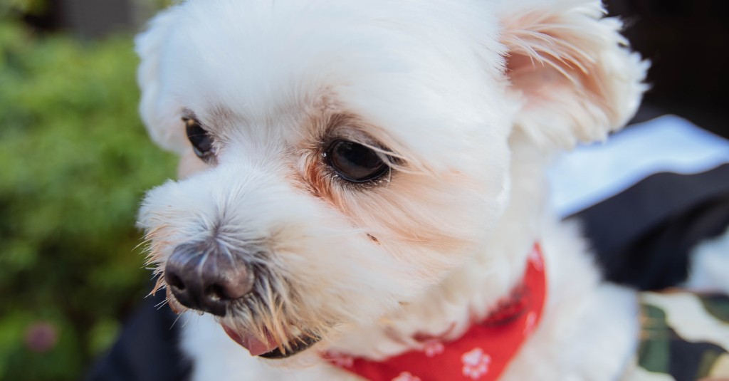 Maltese