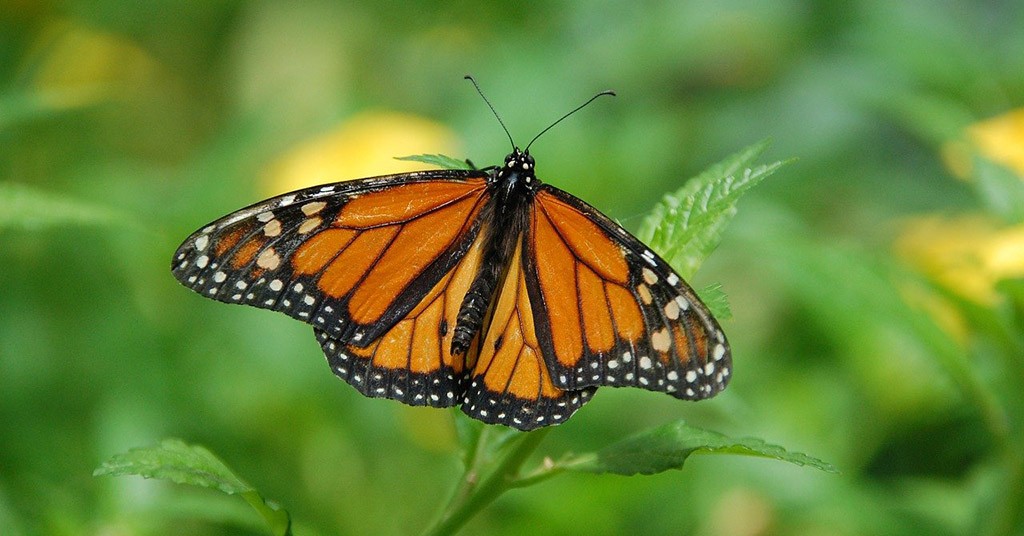 Farfalla monarca