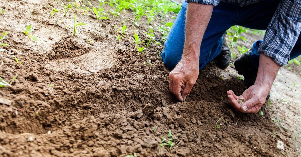 Microplastiche, terreno