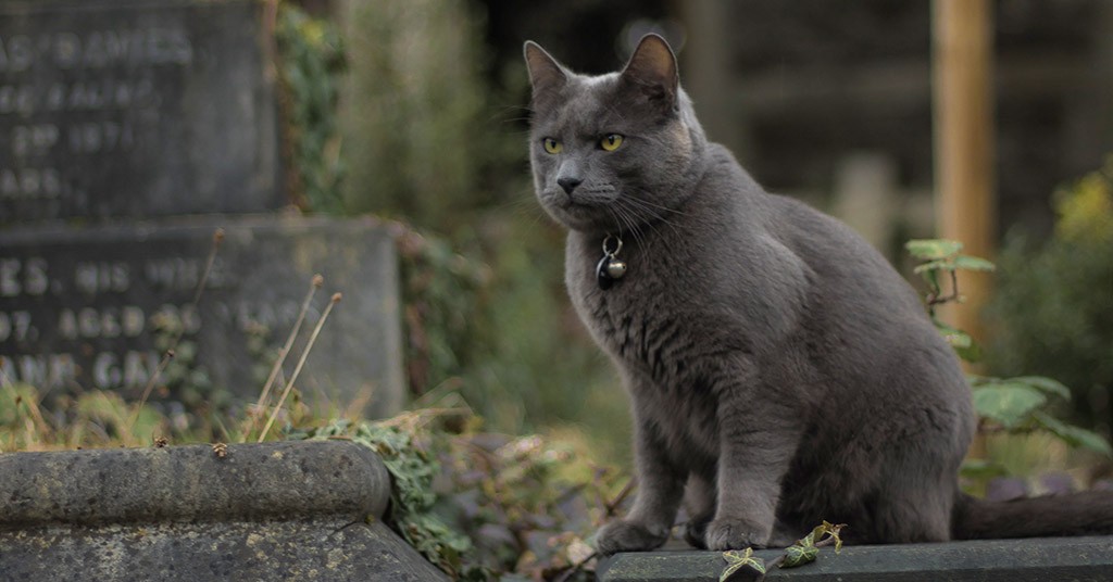 Cimitero, gatto