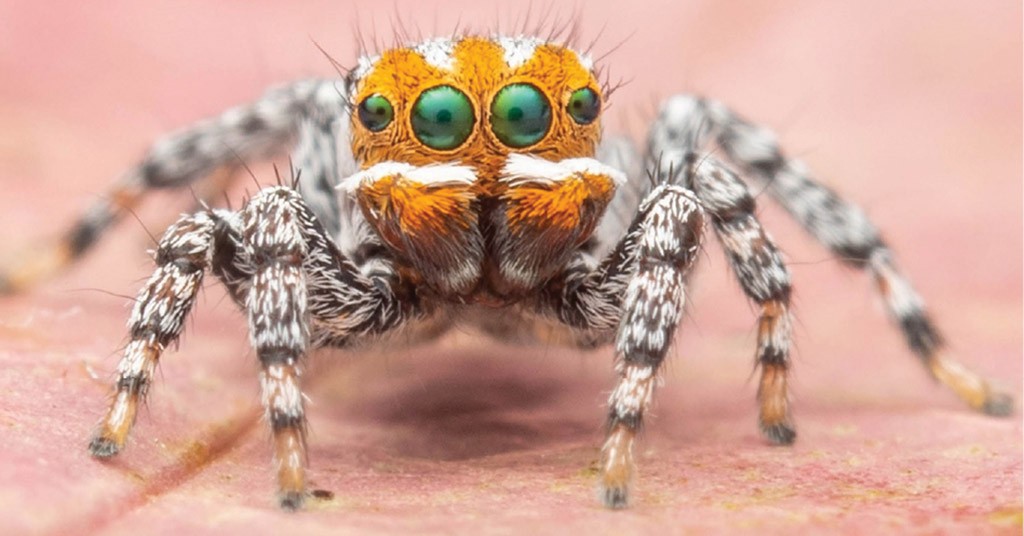 Maratus Nemo, ragno