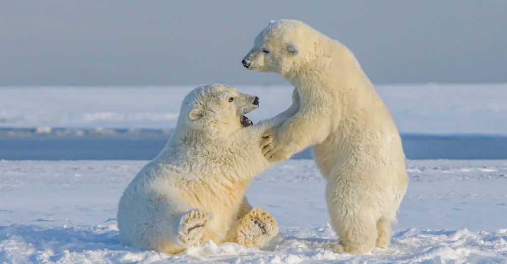 Orsi polari Polar Bear