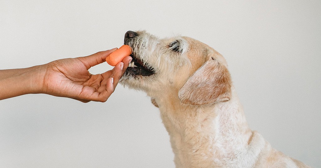 Cani, dieta vegana