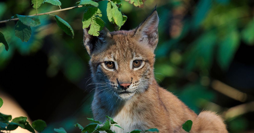 Biodiversità, esemplare di lince europea