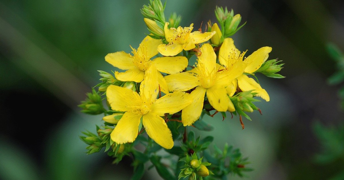 Fiori di iperico