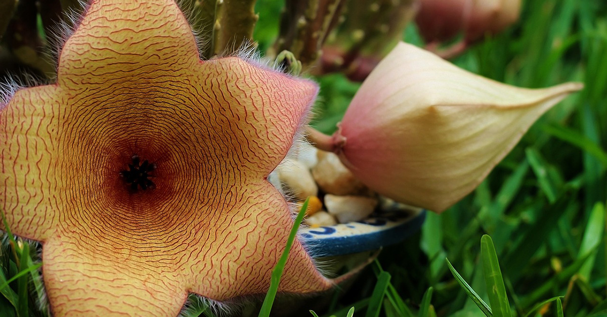 Stapelia