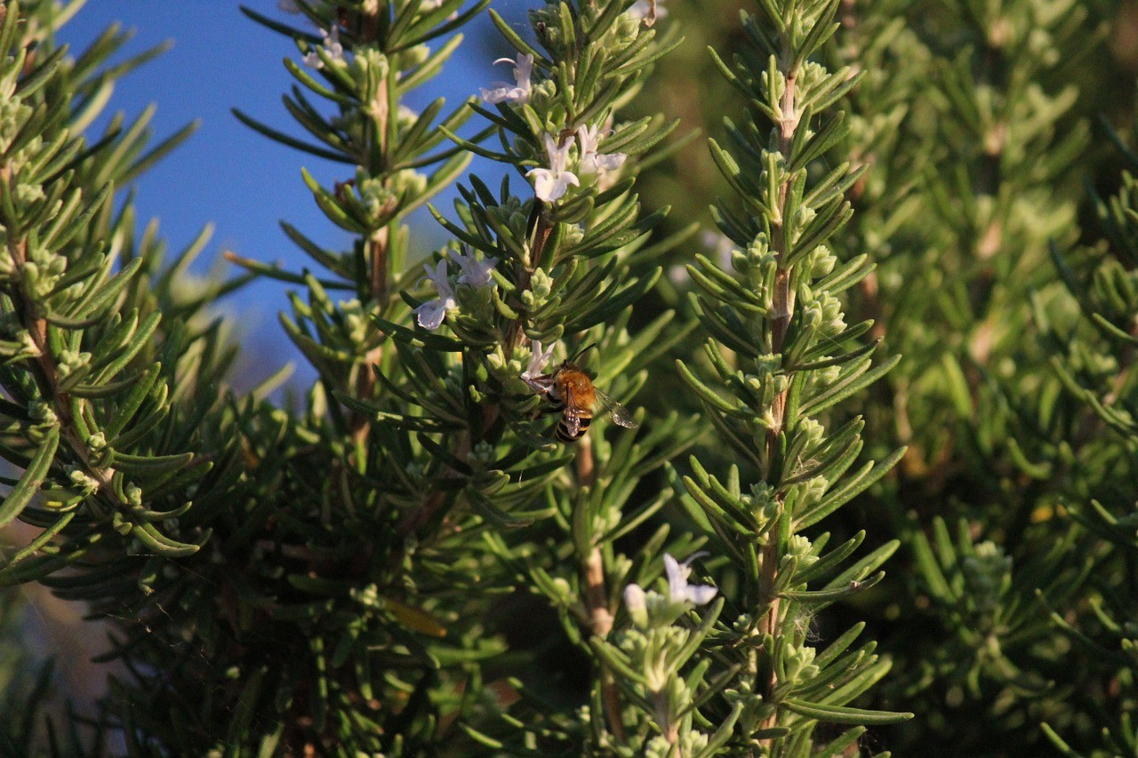 Piante aromatiche perenni