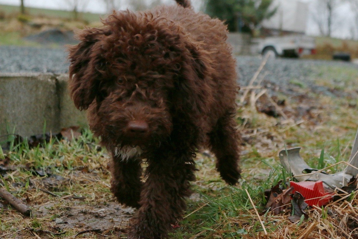 cane da tartufo