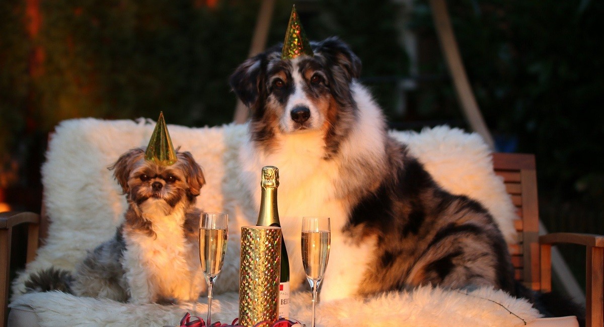 Botti di Capodanno cani gatti