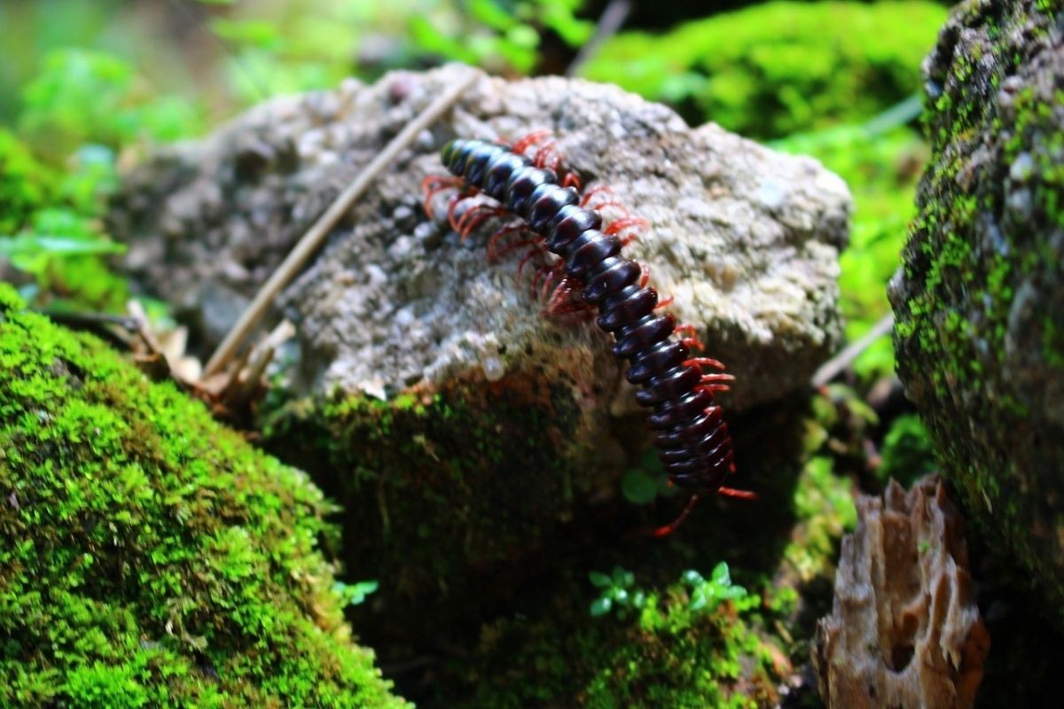 Scolopendra sopra un sasso