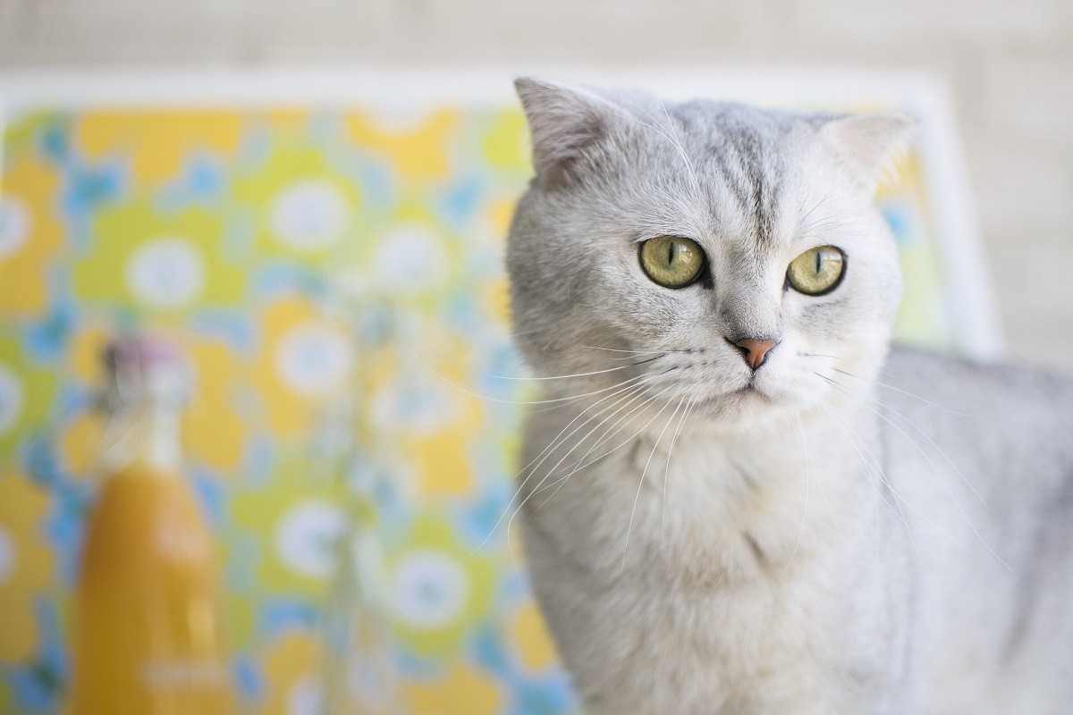 Scottish Fold