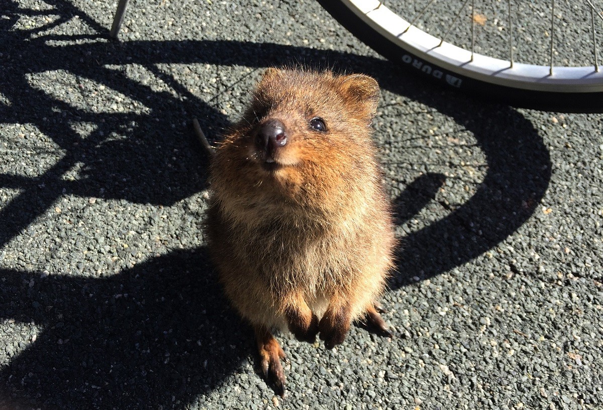 quokka