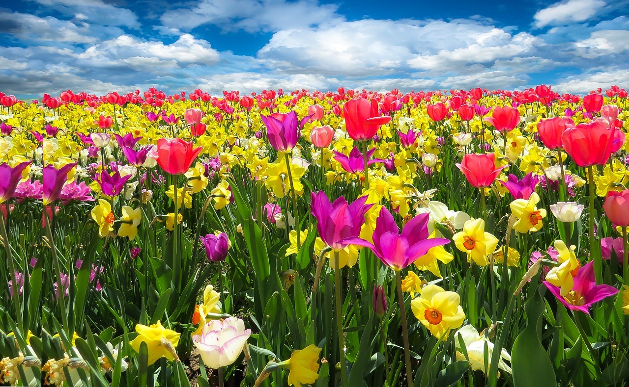 20 fiori primaverili da coltivare in balcone o giardino