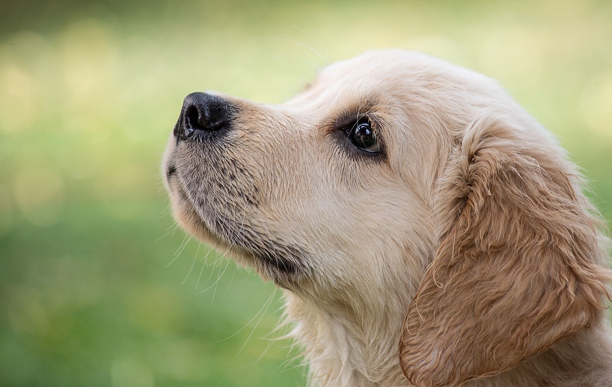 Golden retriever cucciolo