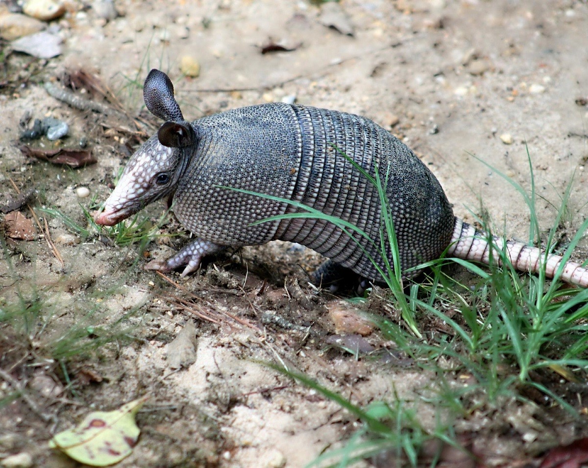 armadillo