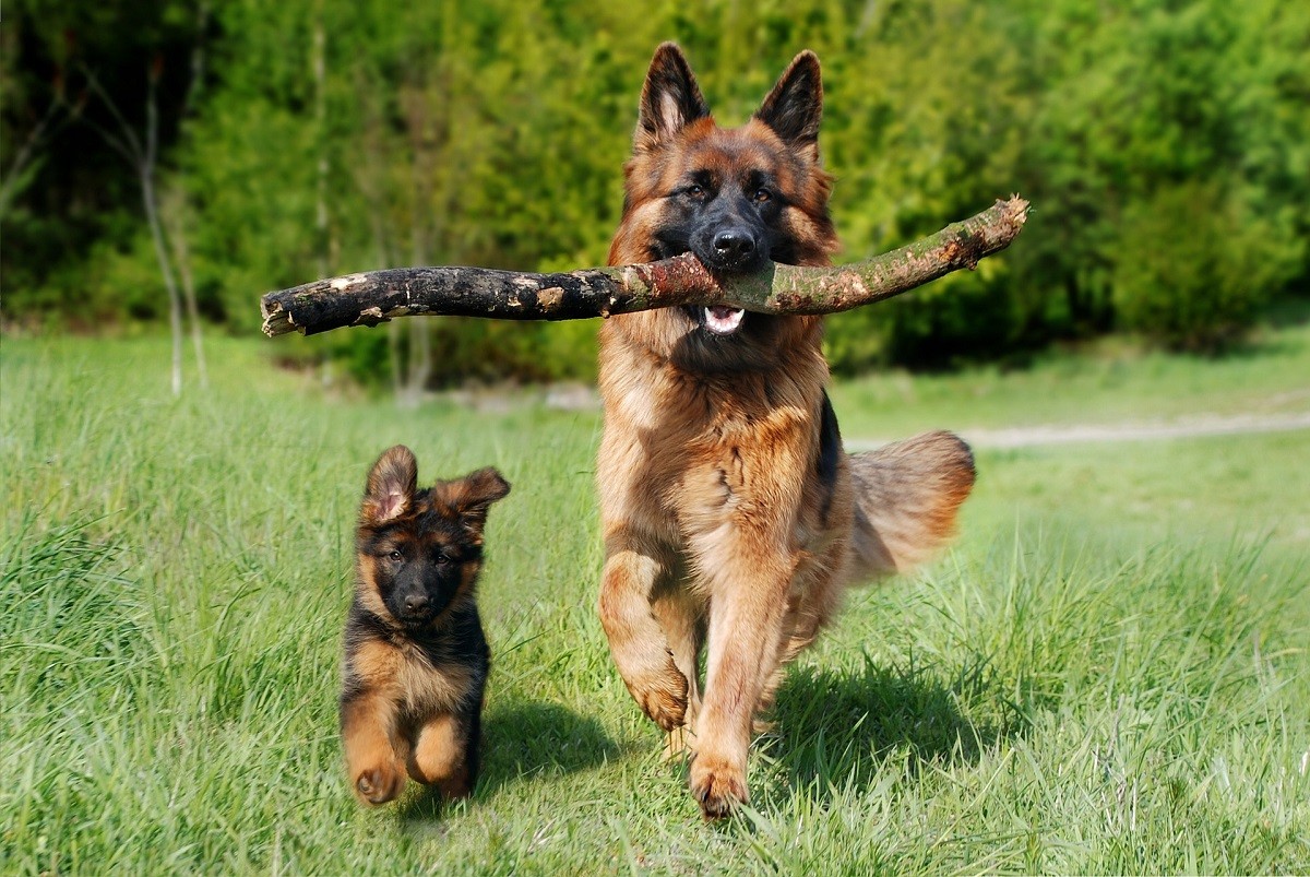 Displasia anca cane