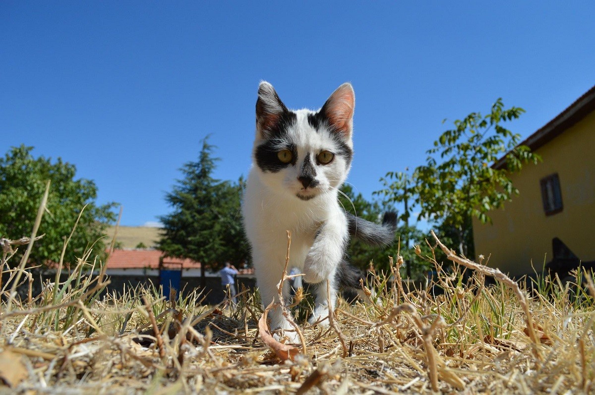 Giardia gatto