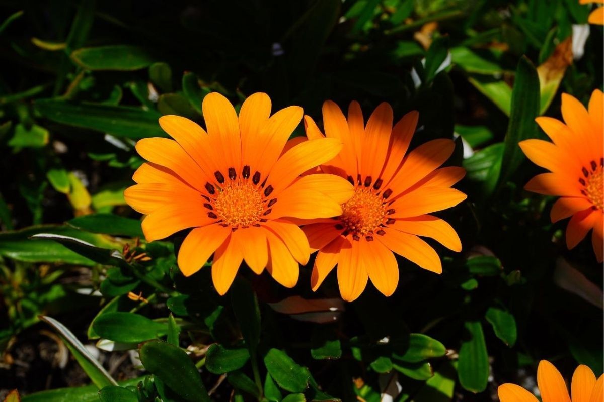 gazania