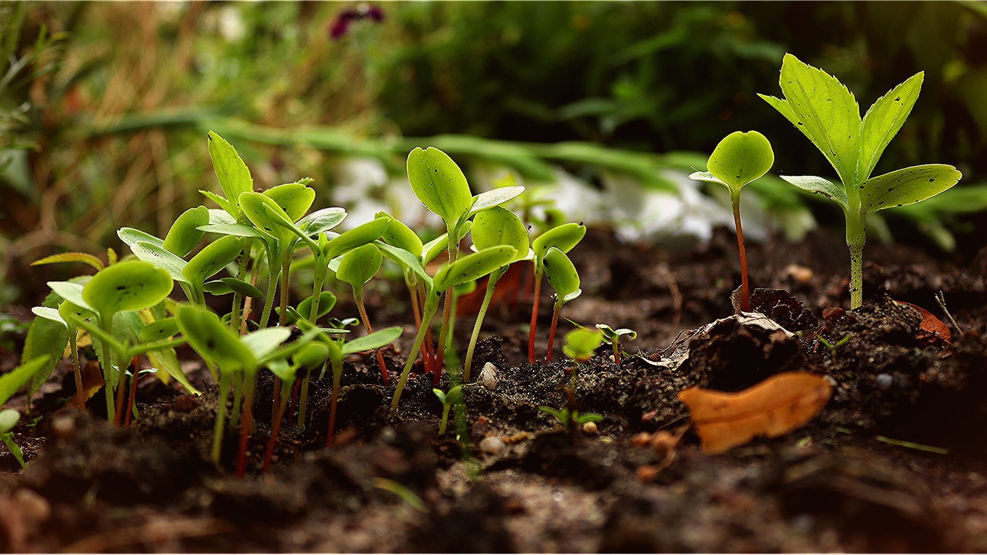 10 ingredienti segreti (e casalinghi) per far crescere il tuo giardino